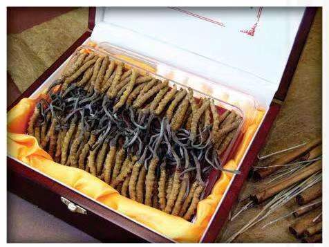 迪庆冬虫夏草回收